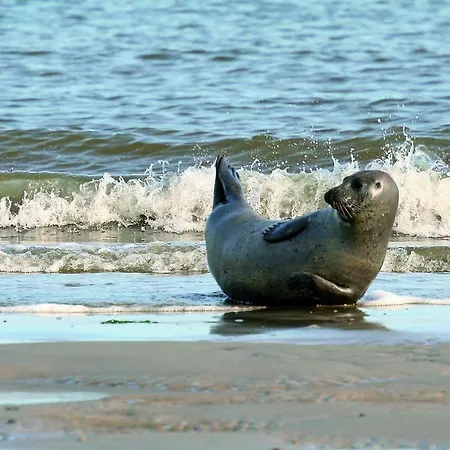 بيت للعطل Gud Jard Nr 23 - Design-ferienhaus Mit Exklusiver Ausstattung *